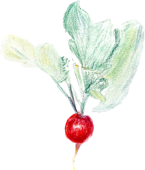 radish drawing